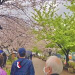 千鳥ヶ淵お花見ツアーに行ってきました🌸