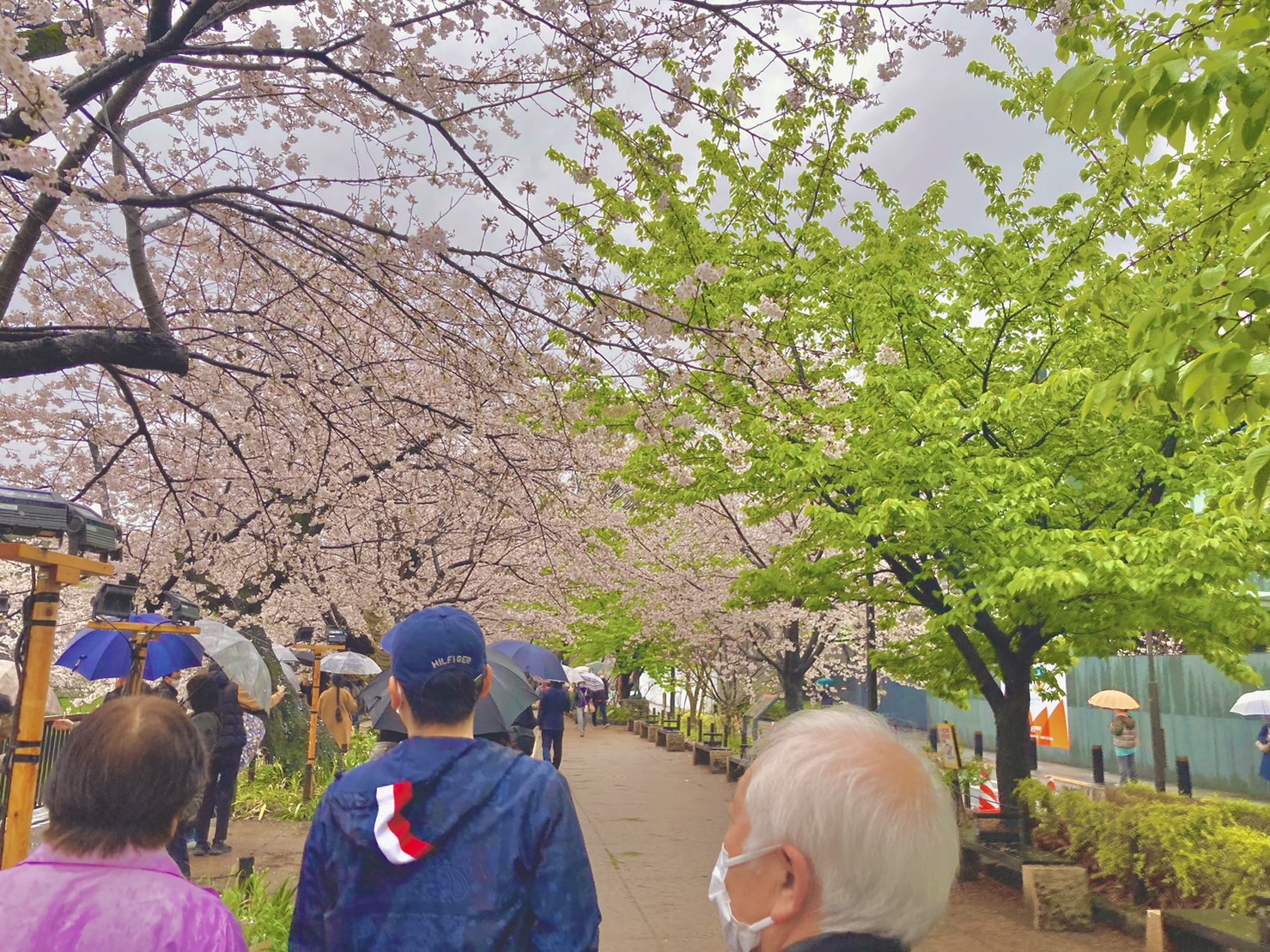 千鳥ヶ淵お花見ツアーに行ってきました🌸